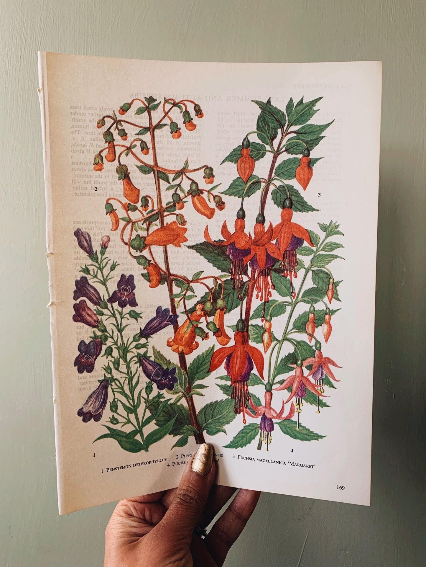 Vintage 1960’s Floral Bookplate ~ fuchsia magellanica