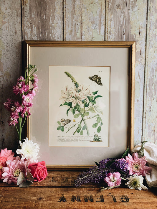 Vintage Butterfly & Floral Print (UK SHIPPING ONLY)