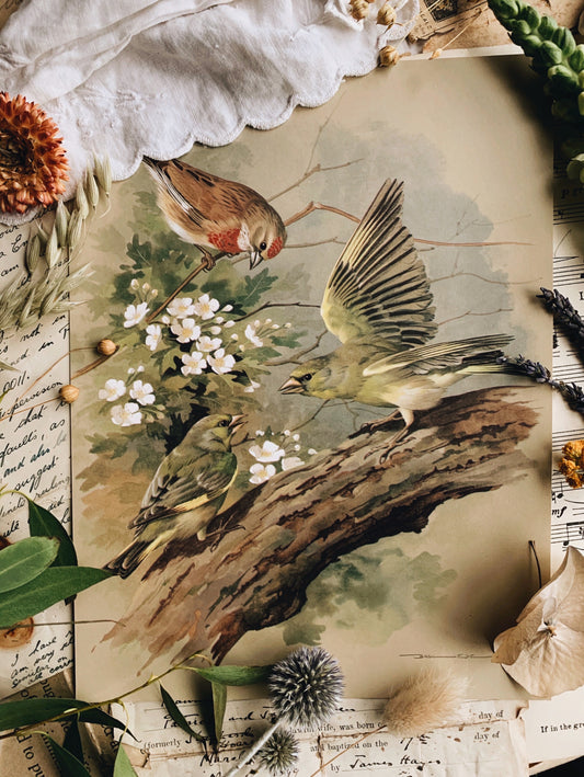 Vintage 1960’s Bird Print 2