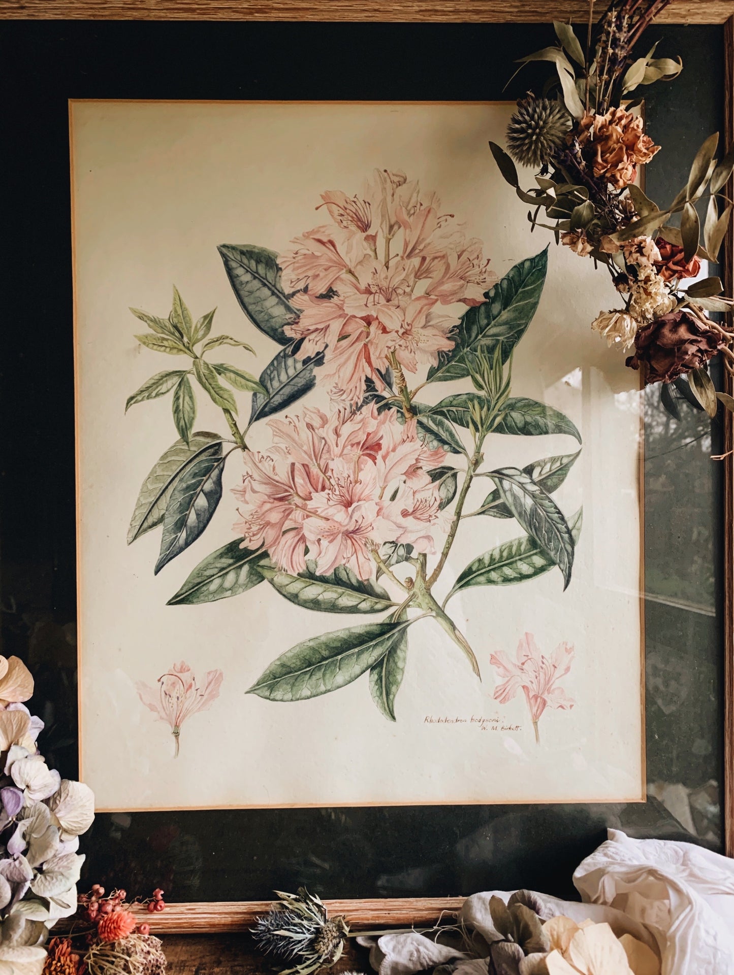 Vintage rhododendron hodgsonii Painting ~ Signed W.M (UK shipping only)