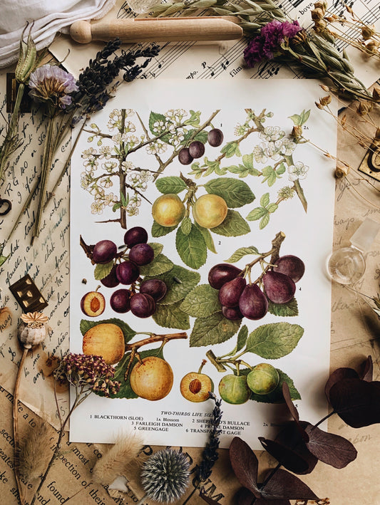 Vintage 1960’s Sloe & Damson Bookplate