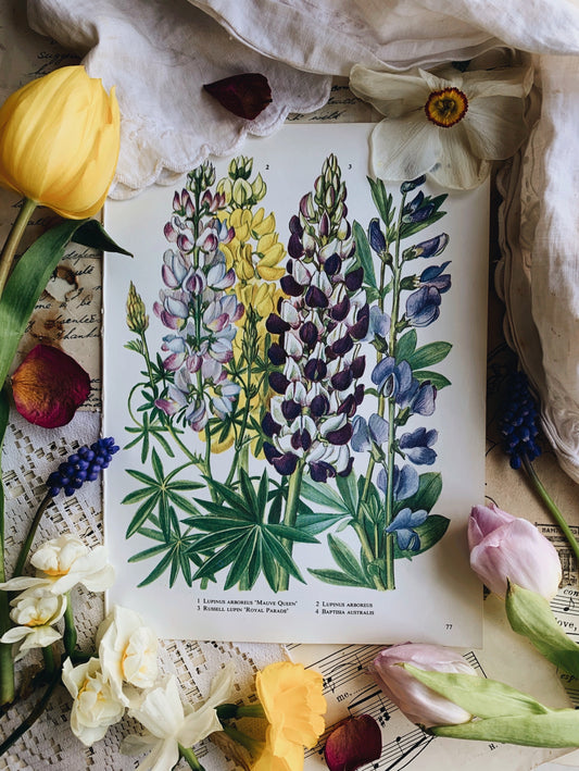 Vintage 1960’s Floral Bookplate ~ royal parade