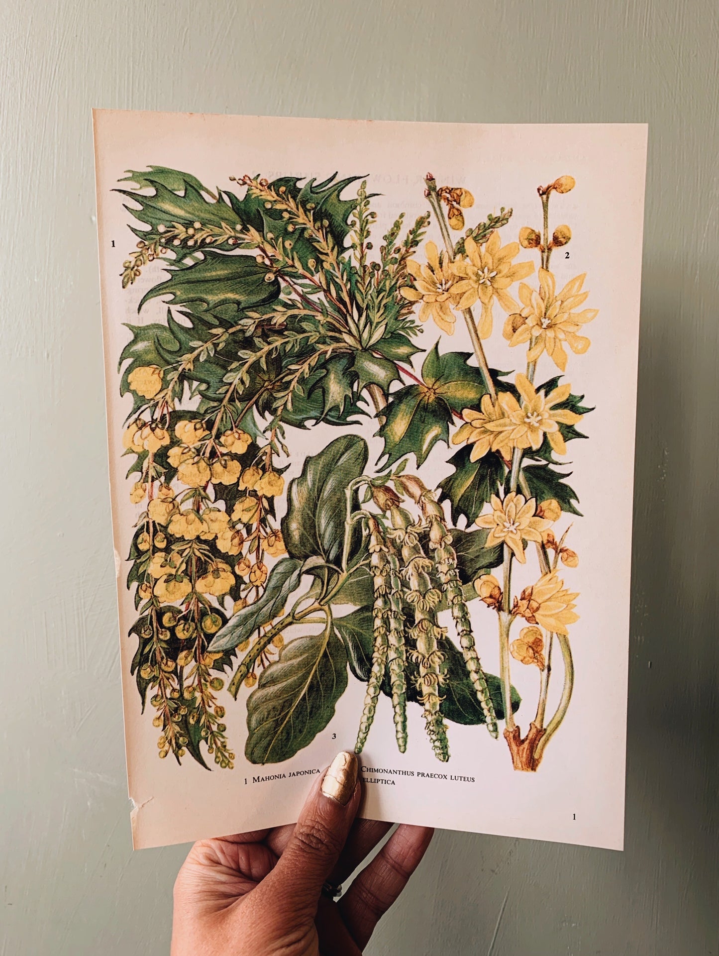 Vintage 1960’s Floral Bookplate ~ garrya elliptica