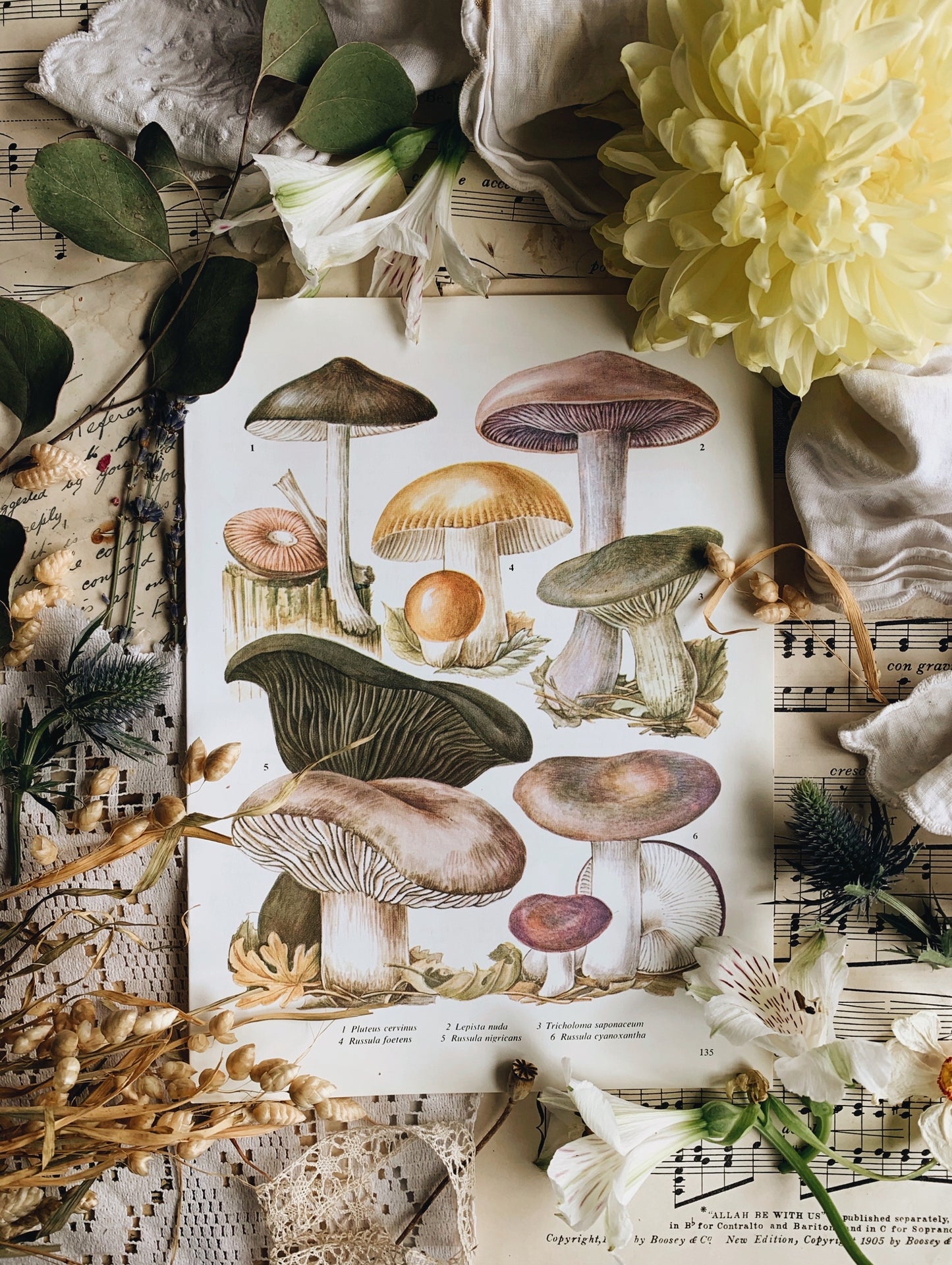 Vintage Fungi (mushroom) 1960’s Bookplate