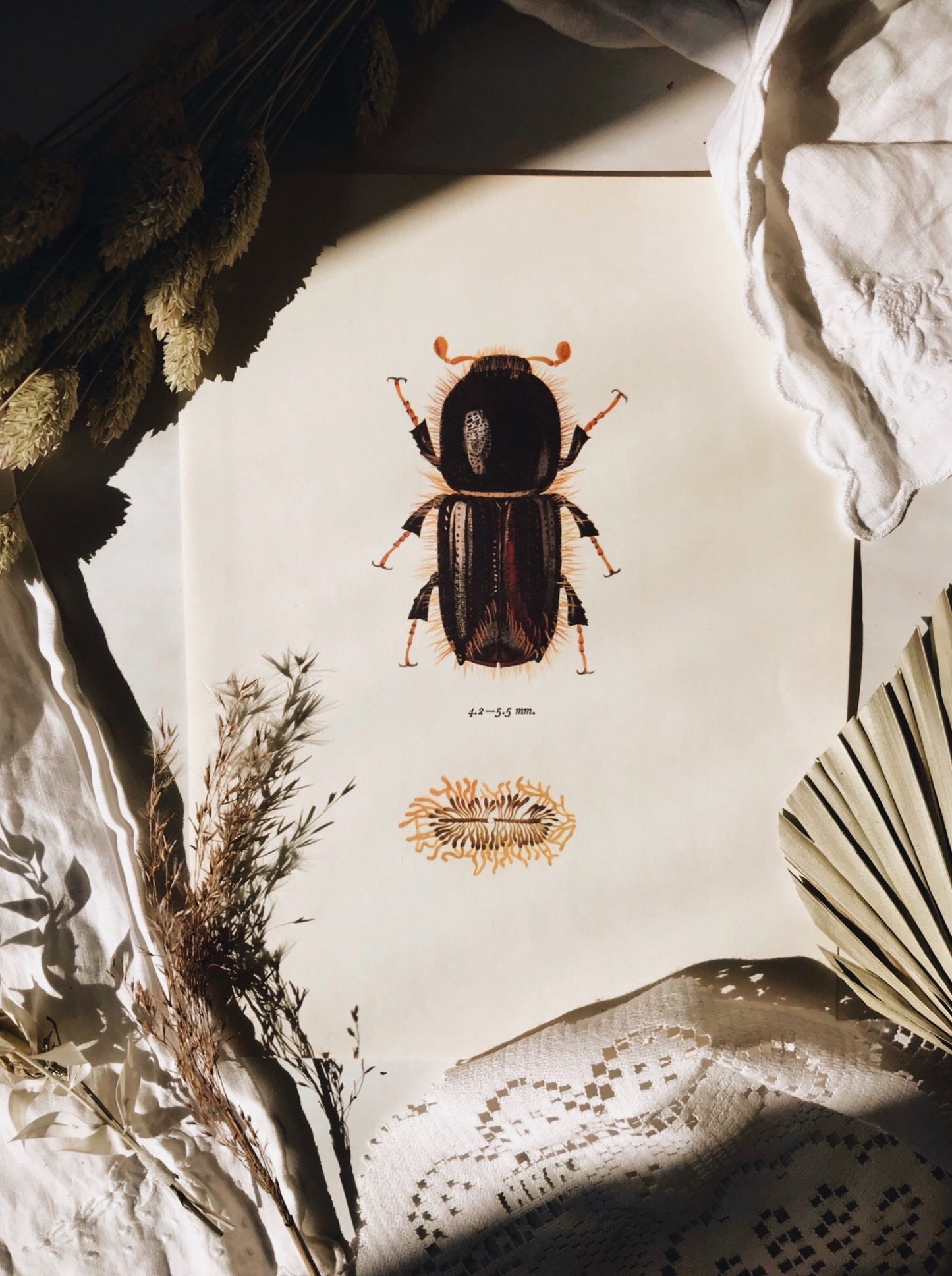 Antique Beetle Illustration Bookplate No 1