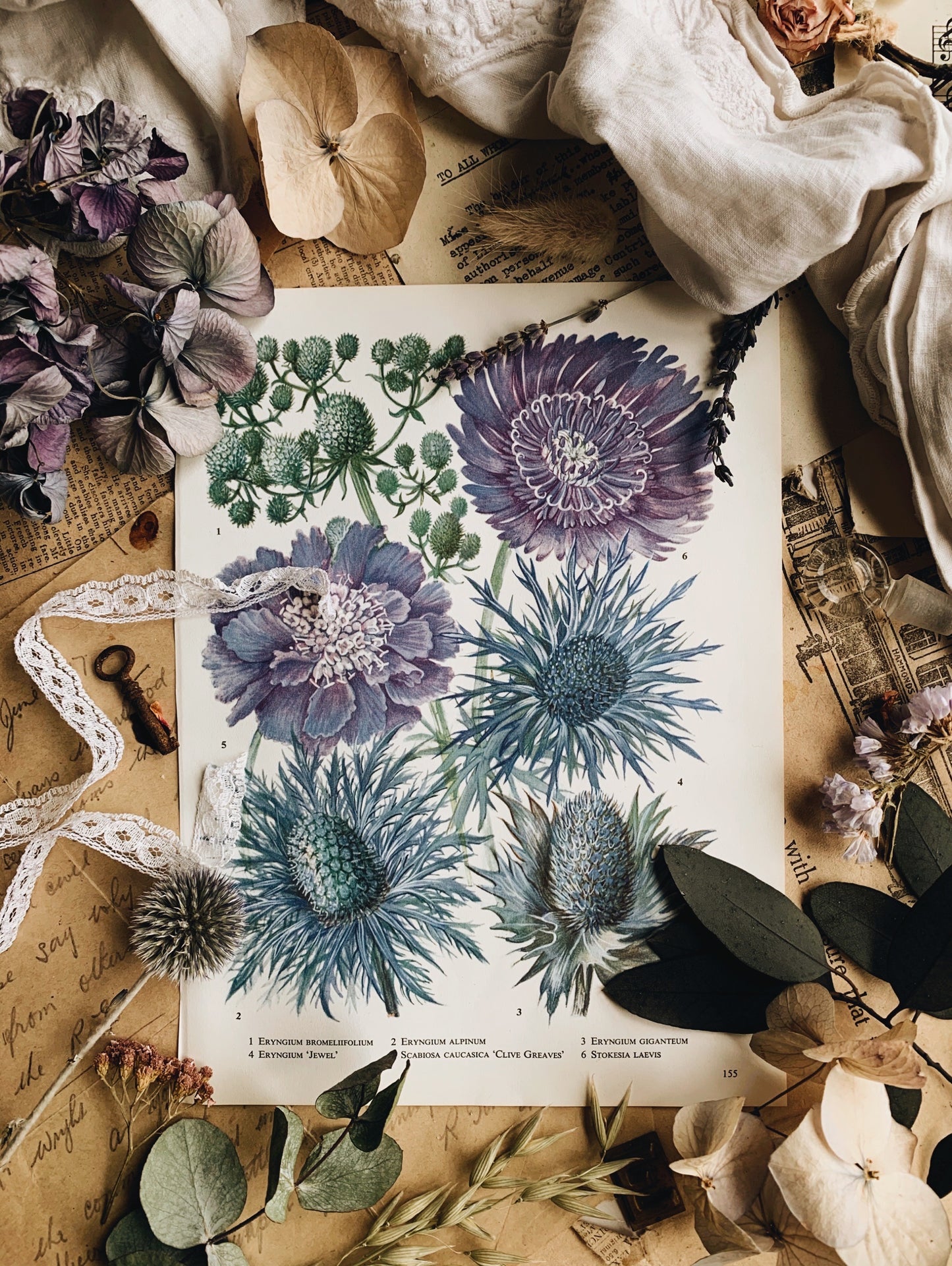 Vintage 1960’s Floral Bookplate ~ eryngium alpinum