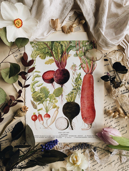 Vintage 1960’s Bookplate ~ beets / radishes
