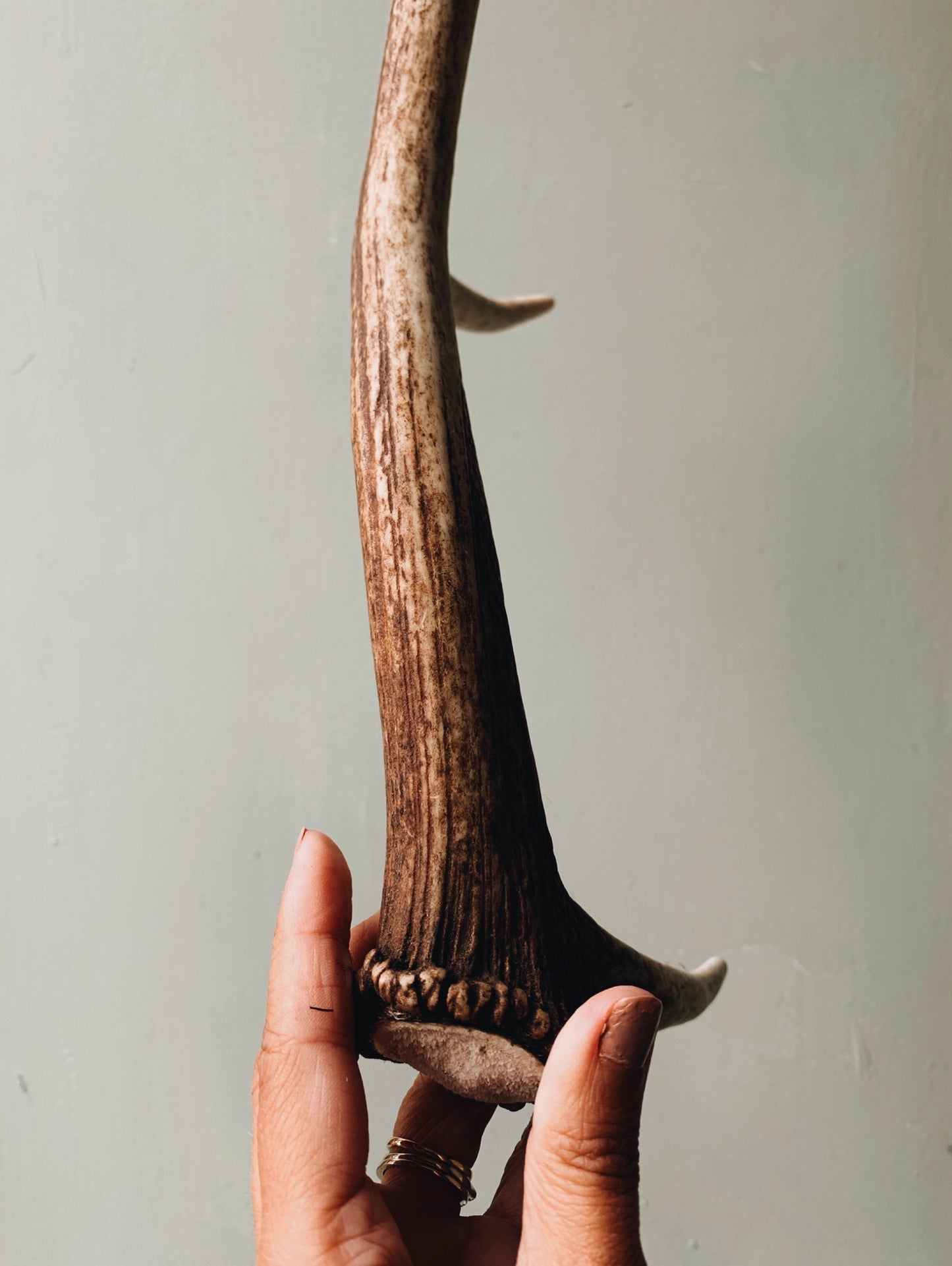 Large Stag Antler (taxidermy) UK SHIPPING ONLY