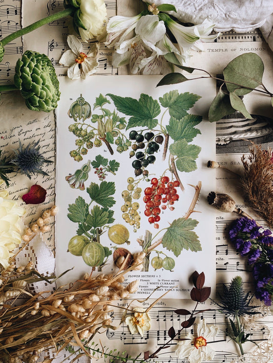 Vintage 1960’s Currant / Gooseberry Fruit Bookplate