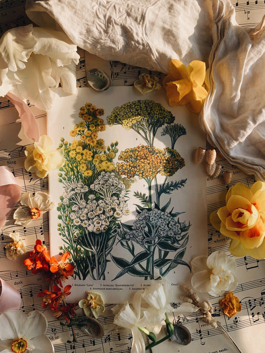 Vintage 1960’s Floral Bookplate ~ achillea