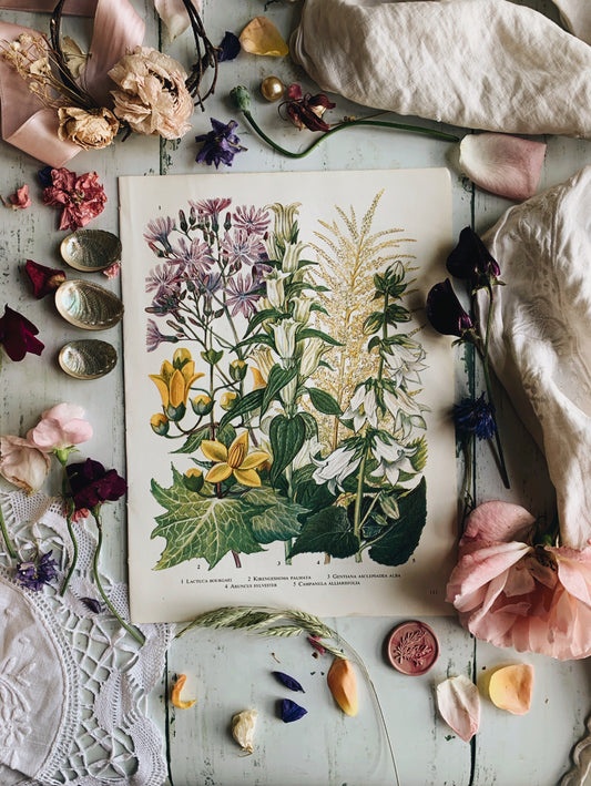 Vintage 1969’s Floral Bookplate ~ Lactuca