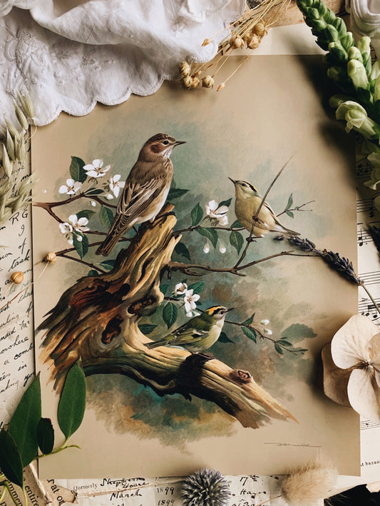 Vintage 1960’s Bird Print 1