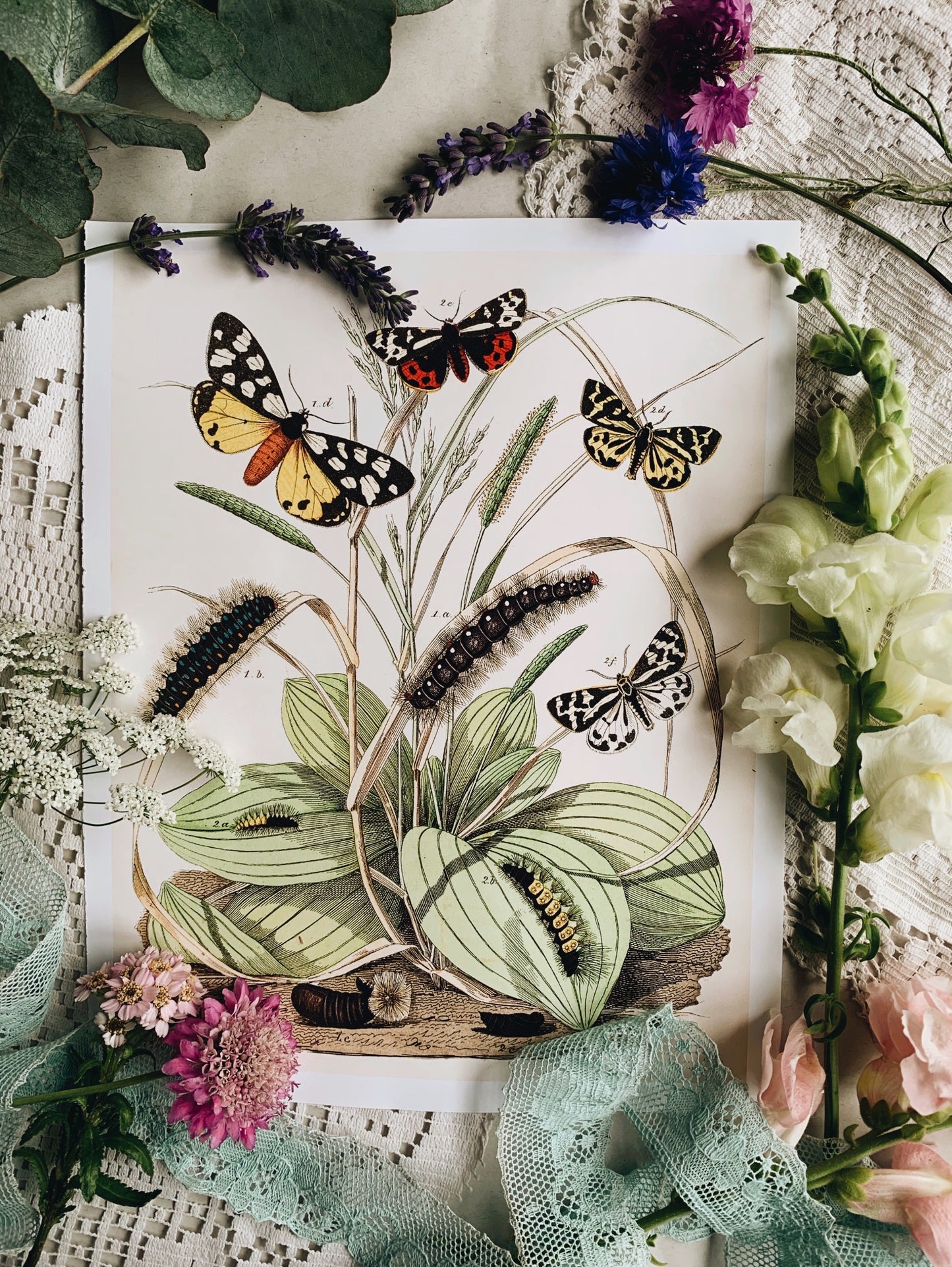 Vintage Style Butterfly Print