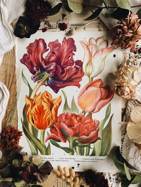 Vintage 1960’s Floral Bookplate ~ Tulips