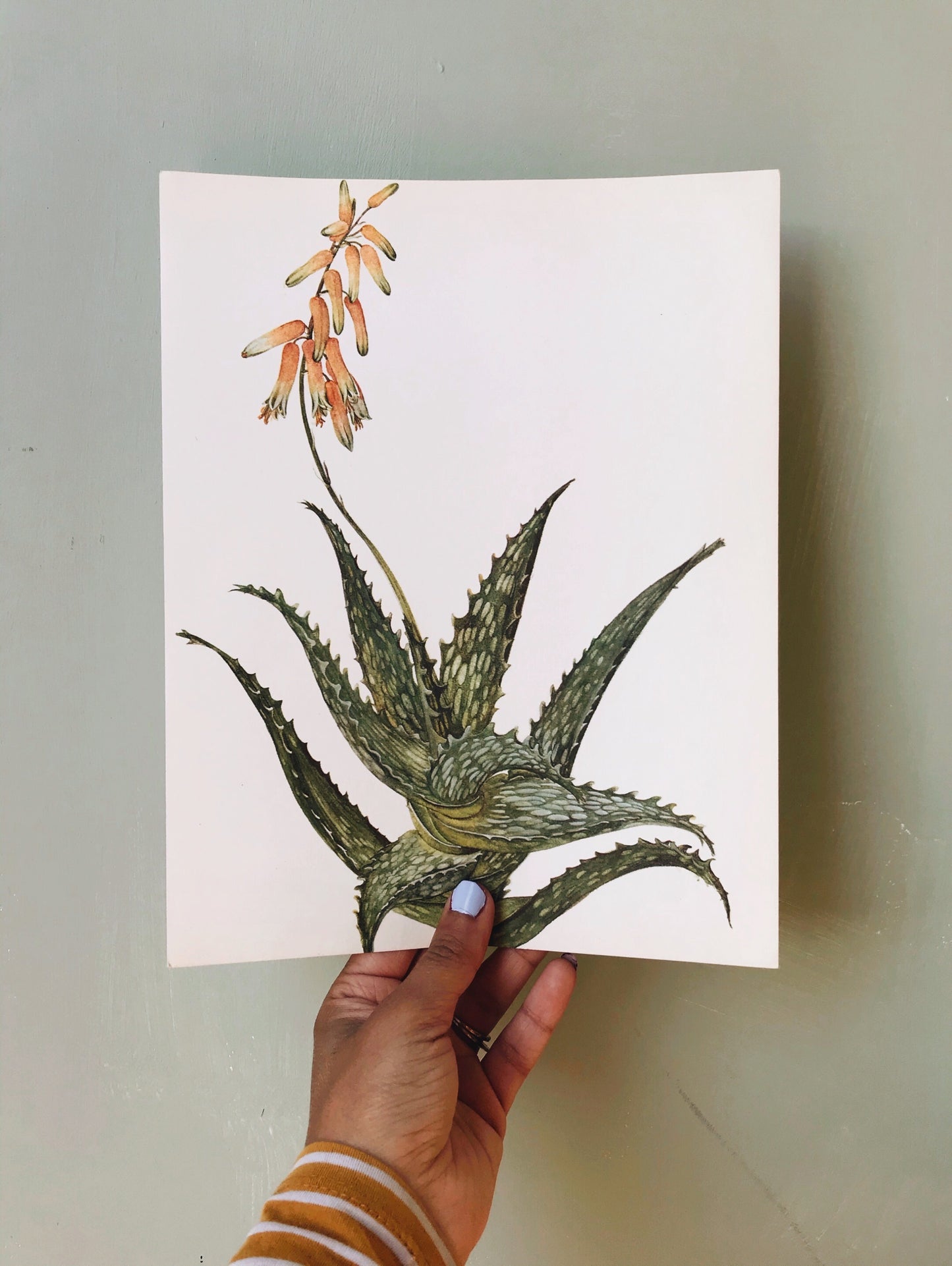 Antique Aloe Illustration Bookplate