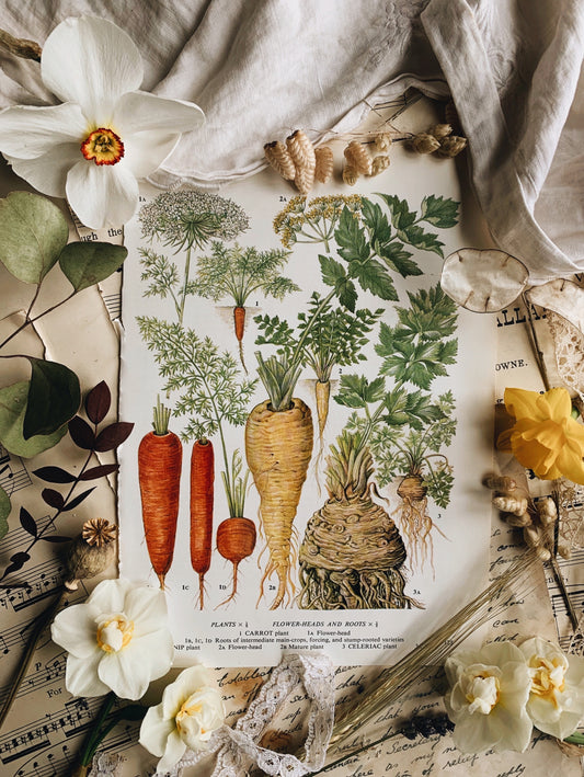Vintage 1960’s Bookplate ~ carrot / parsnip