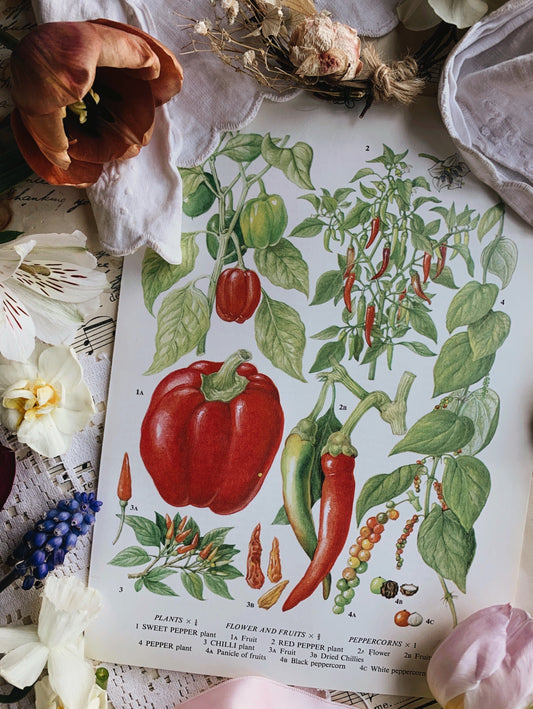 Vintage 1960’s Red Pepper / Chilli Bookplate