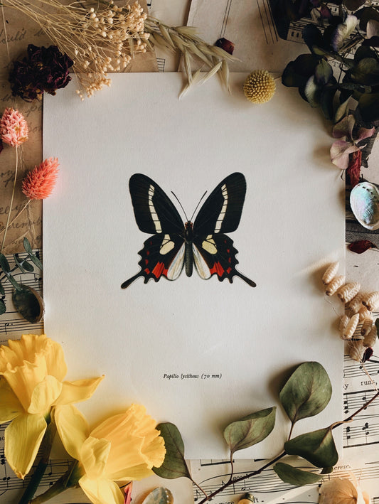 Vintage 1965 Lithograph Butterfly Print