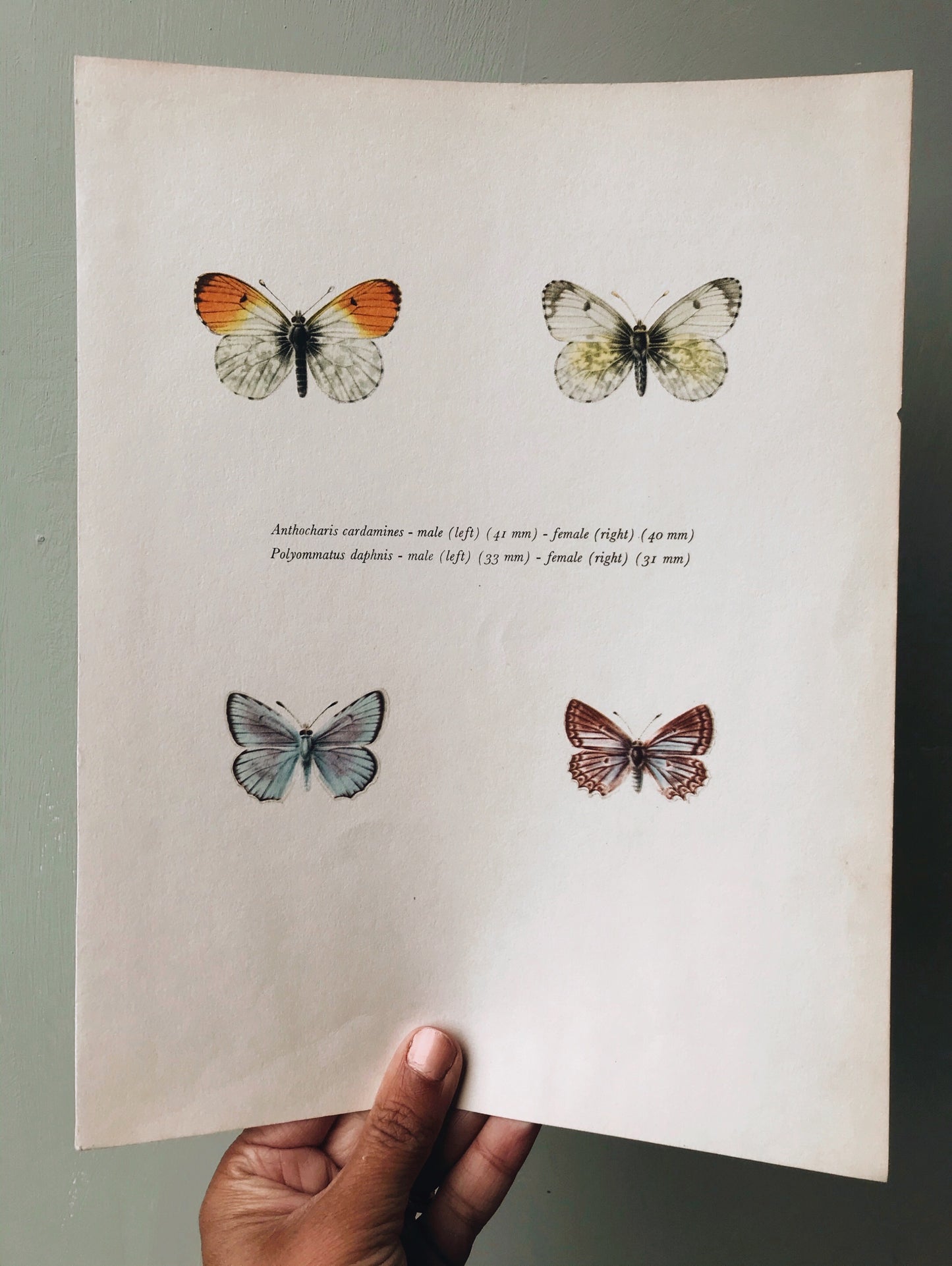 Antique Large Butterfies Illustration Bookplate