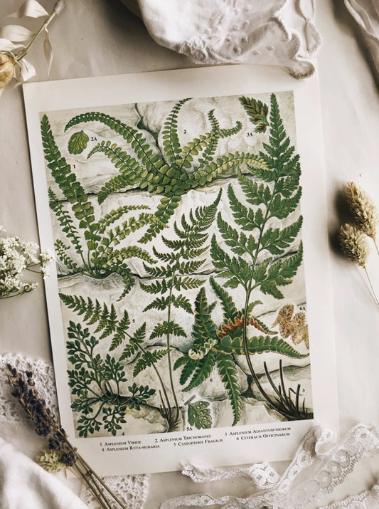 1960’s Ferns Bookplate
