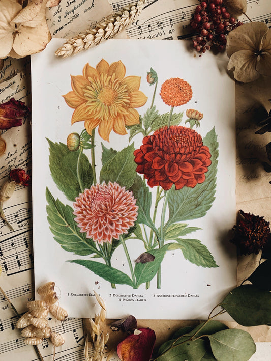 Vintage 1960’s Floral Bookplate ~ dahlia