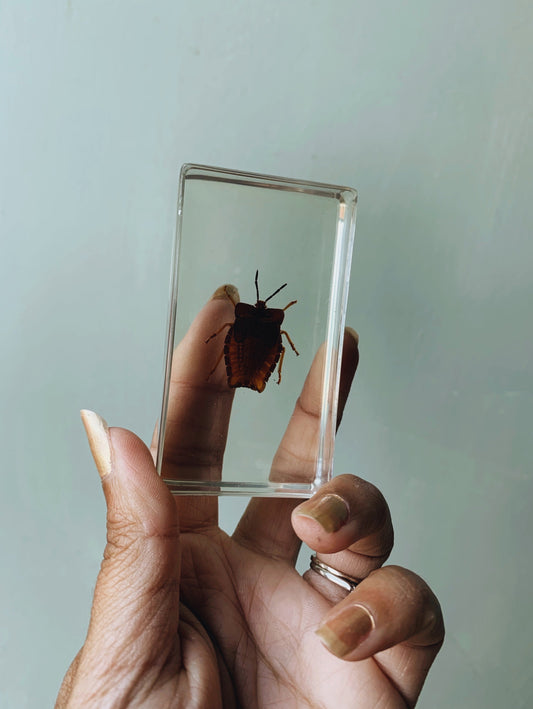 Vintage Taxidermy Insect / Bug / Beetle in Resin