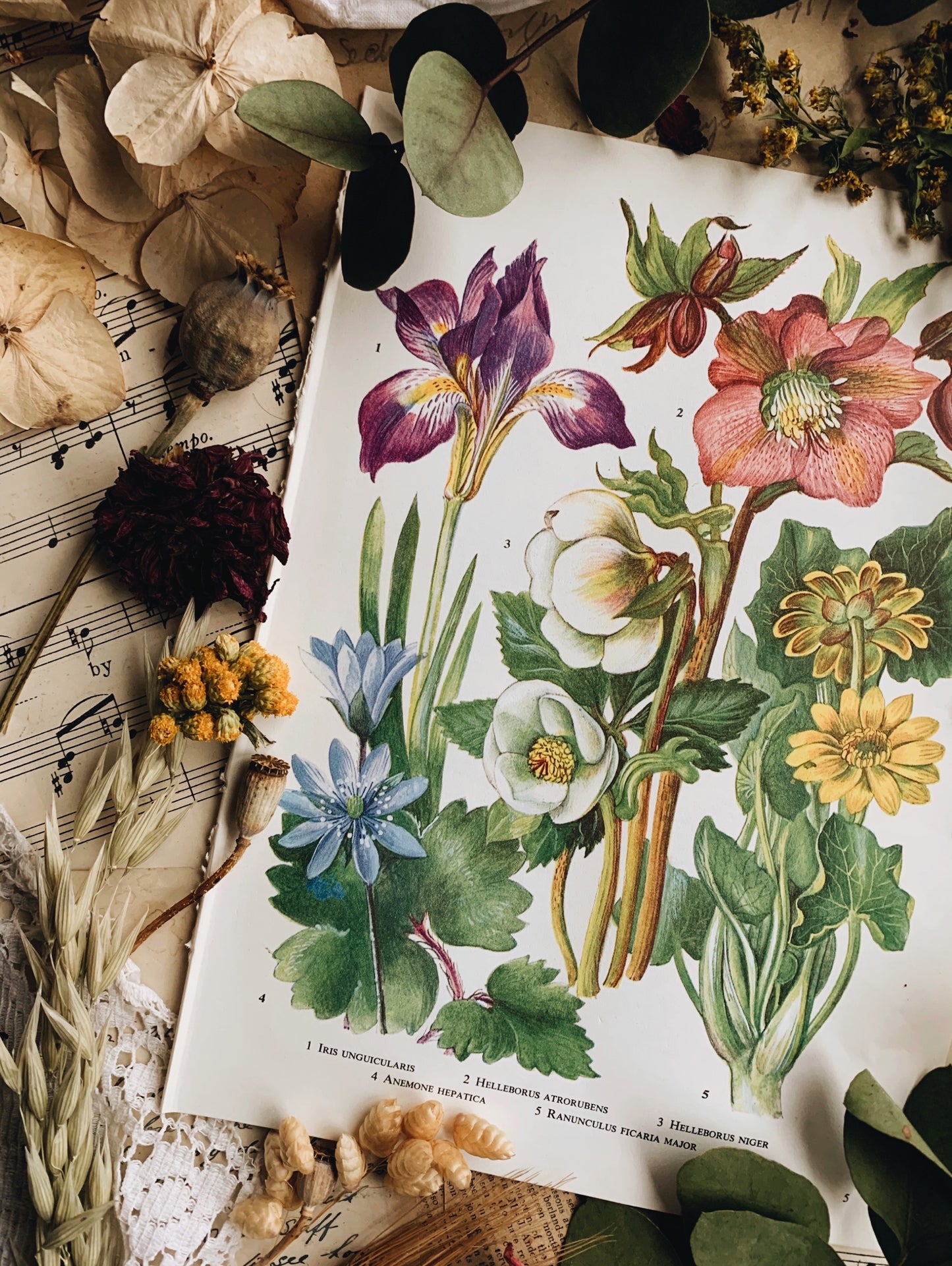 Vintage 1960’s Floral Bookplate ~ Anemone