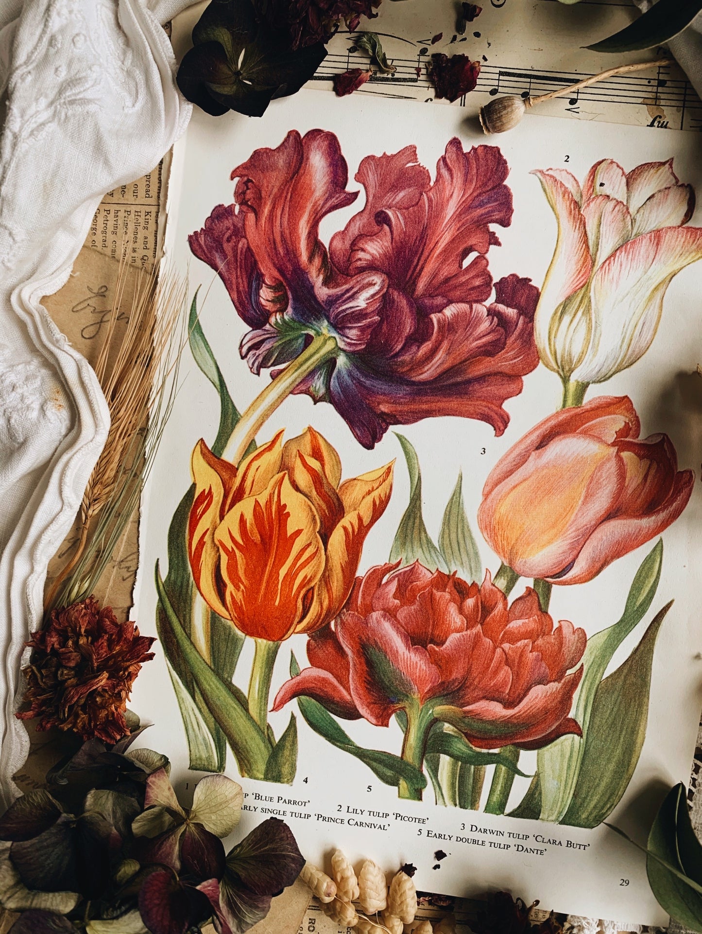 Vintage 1960’s Floral Bookplate ~ Tulips