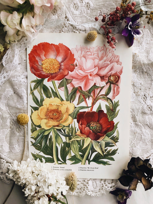 Vintage Peonies Bookplate