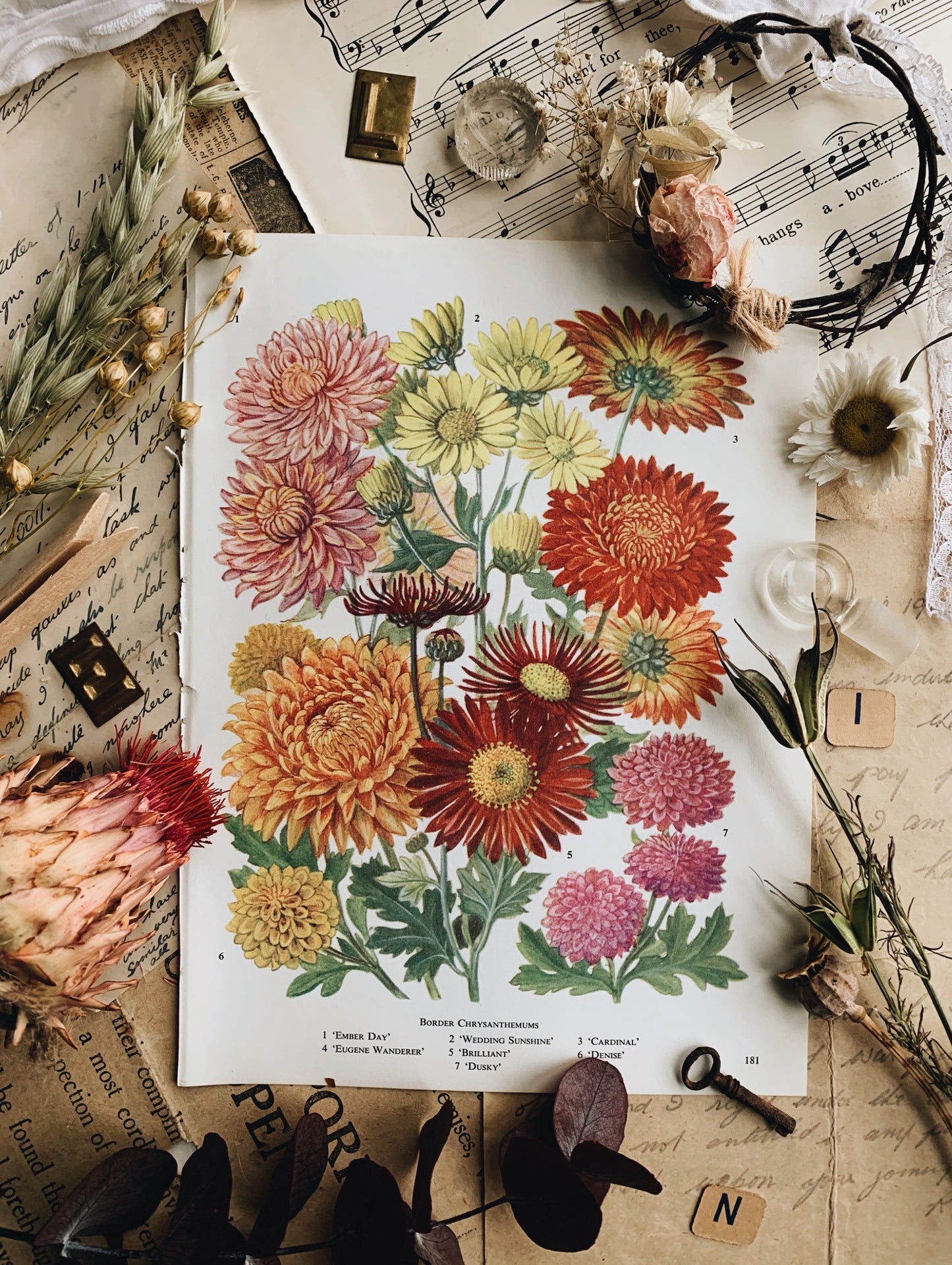 Vintage 1960’s Chrysanthemum Bookplate