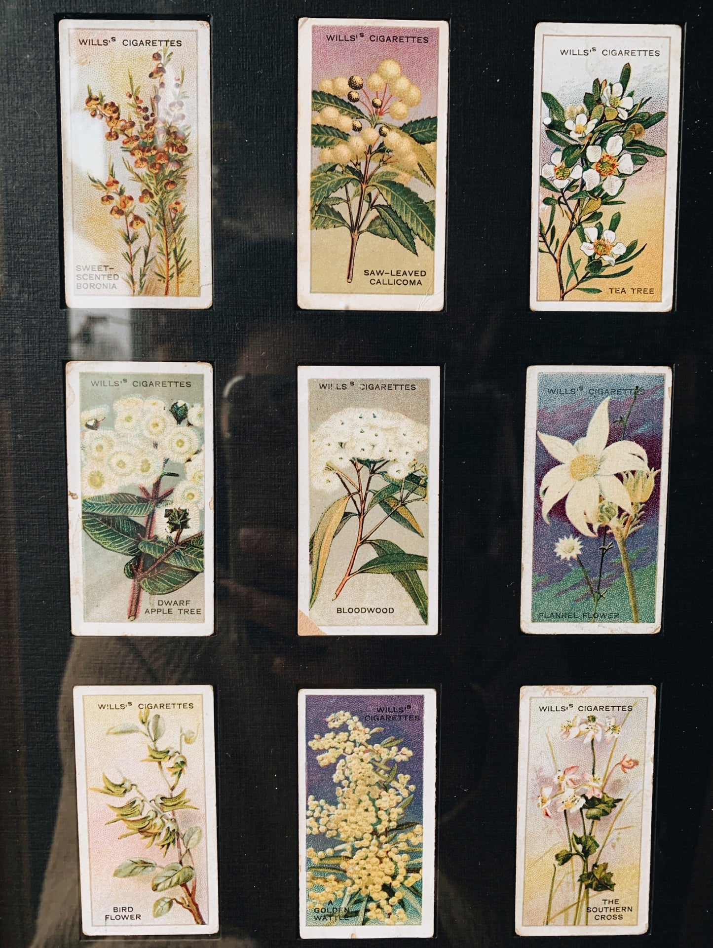 Vintage 1913 Australian Flower Collectible Cards (UK SHIPPING ONLY)