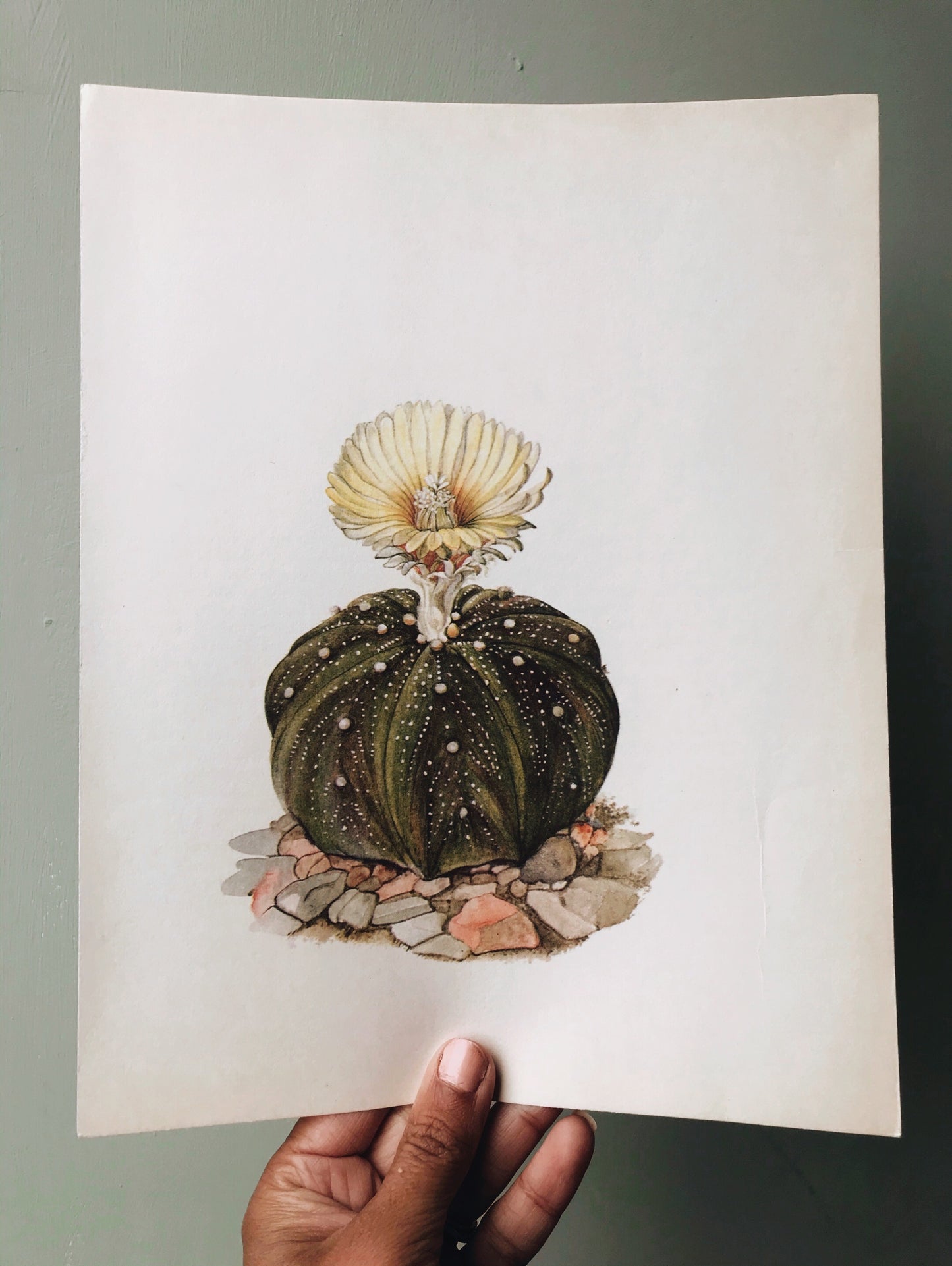 Antique Large Cacti illustration Bookplates (sold separately