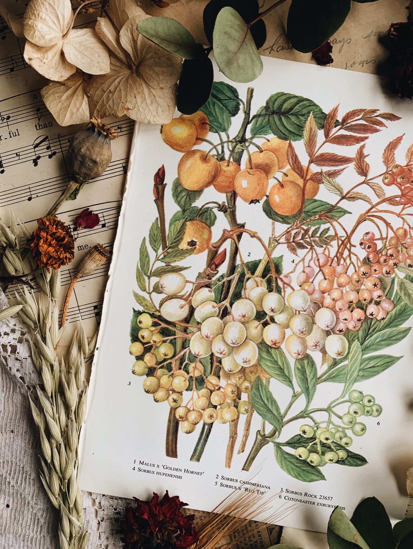 Vintage 1960’s Floral Bookplate ~ Golden Hornet & Berries