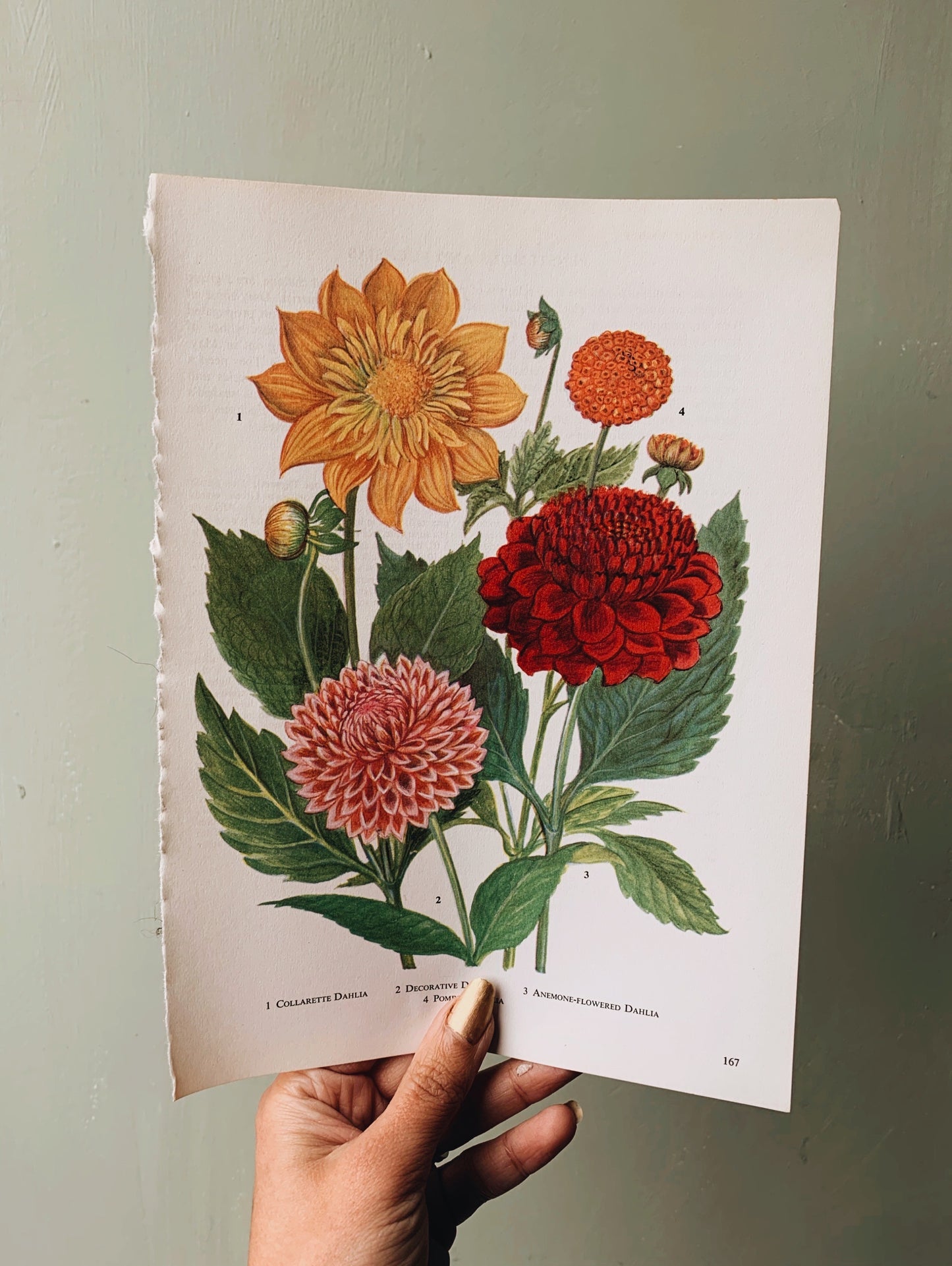 Vintage 1960’s Floral Garden Bookplate ~ Dahlia