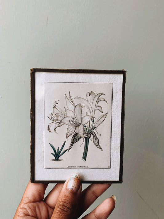 Vintage Framed Amaryllis Illustration