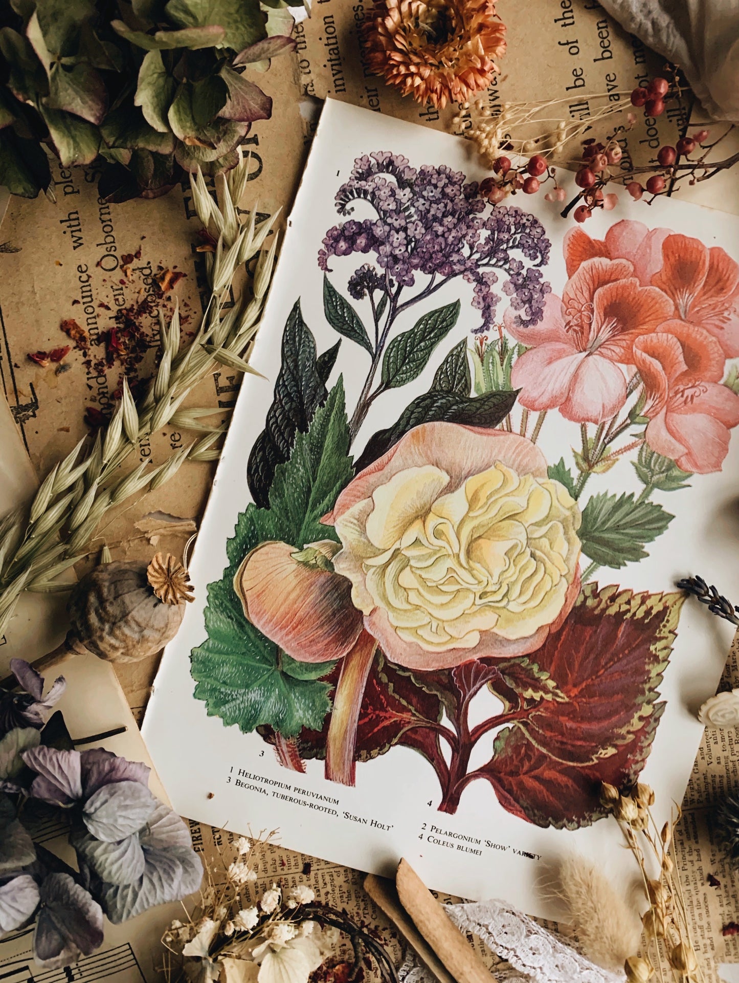 Vintage 1960’s Floral Garden Bookplate ~ Coleus