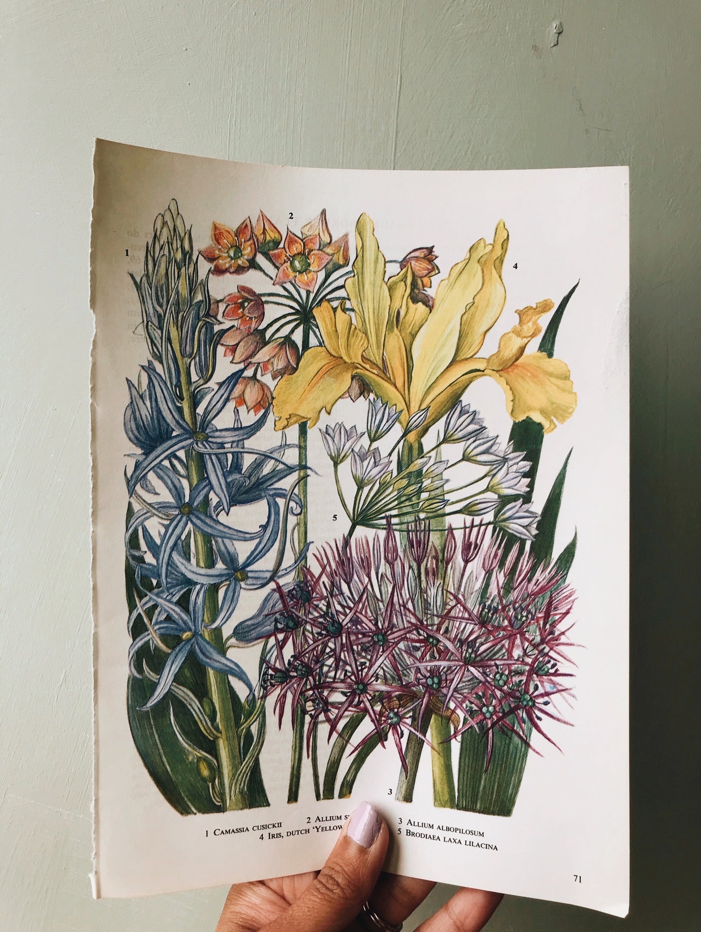 Vintage Allium 1960’s Bookplate