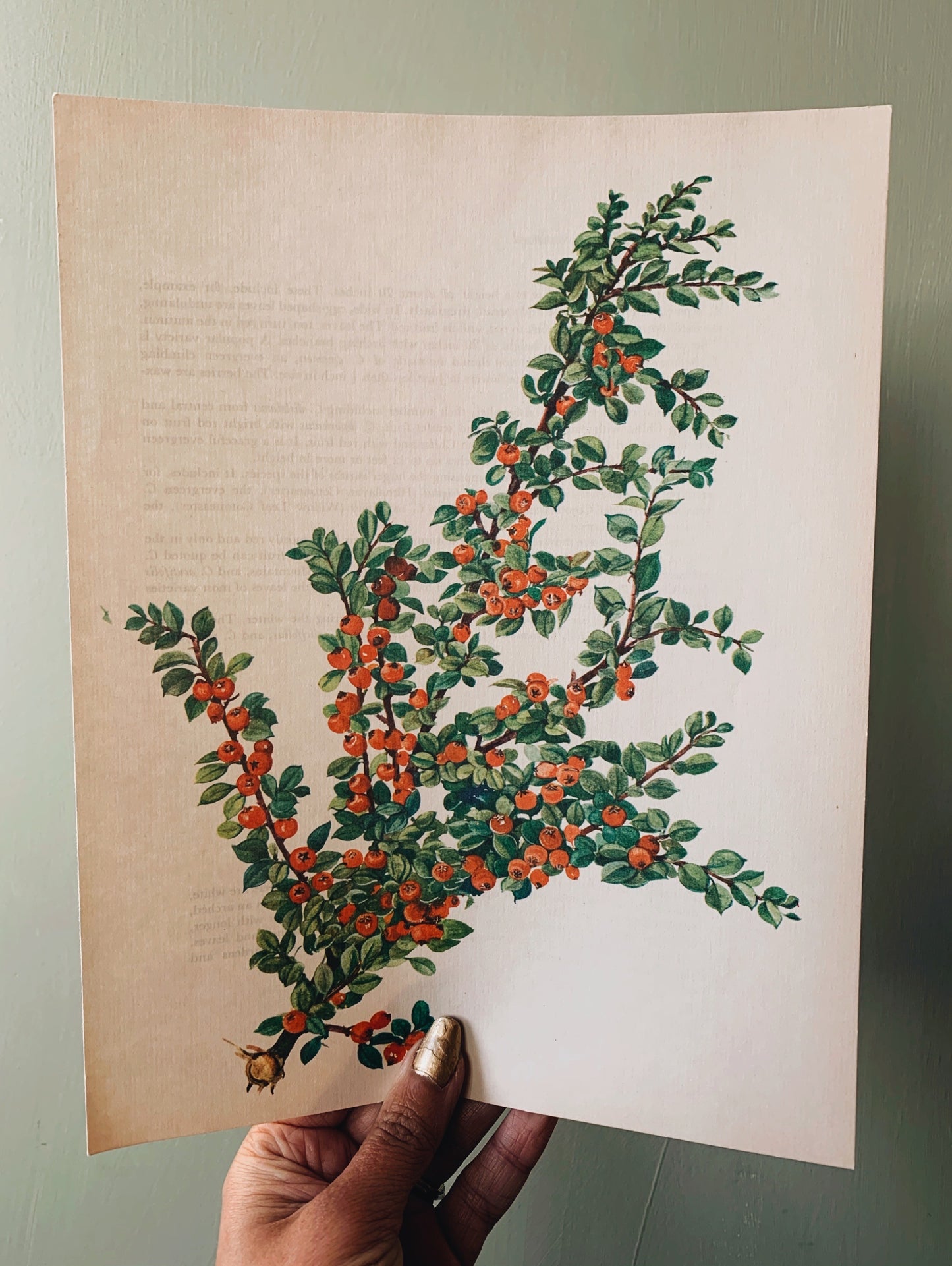 Vintage 1940’s Berry Bookplate ~ Cotoneaster