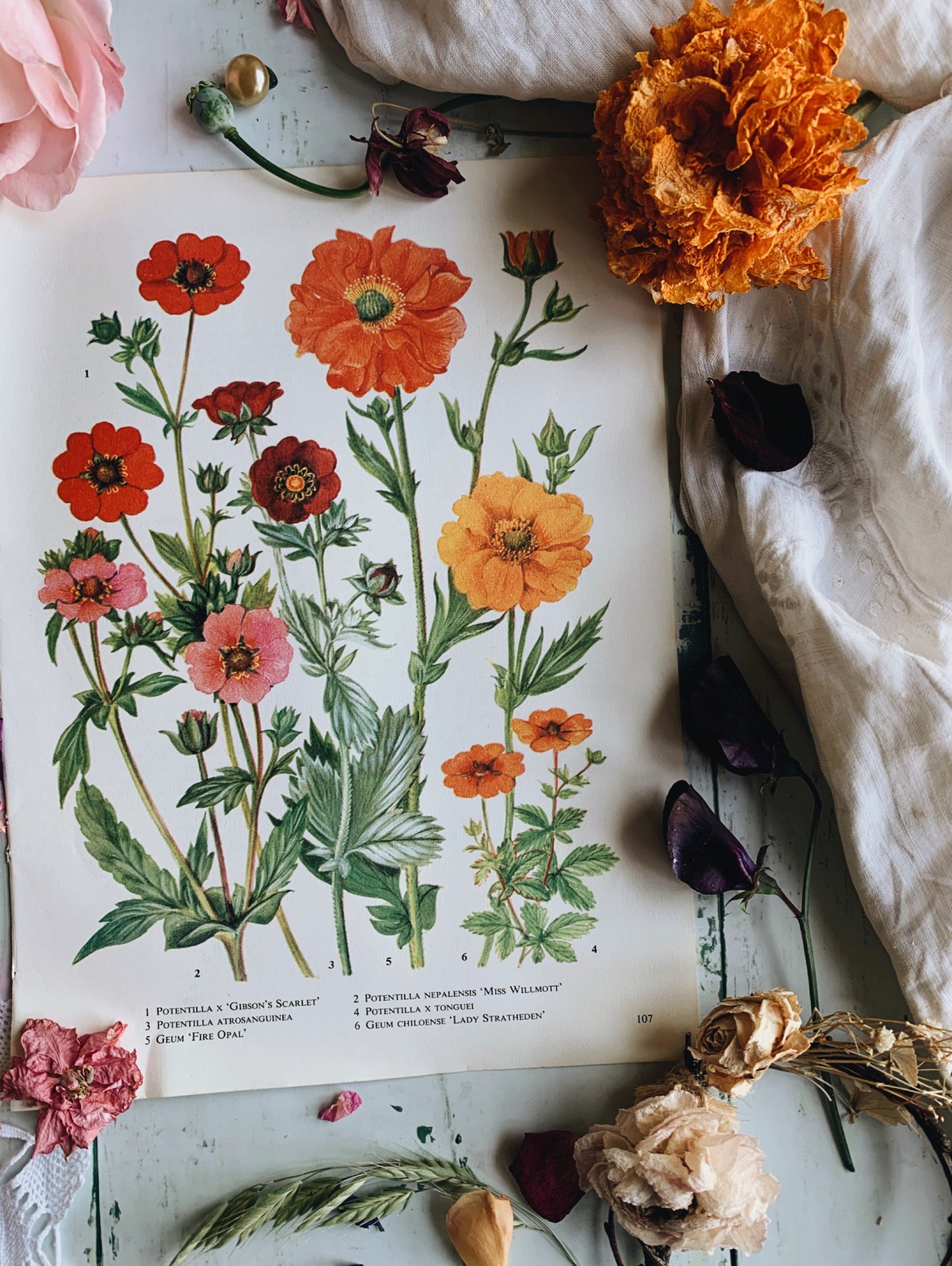 Vintage 1960’s Potentilla Floral Bookplate