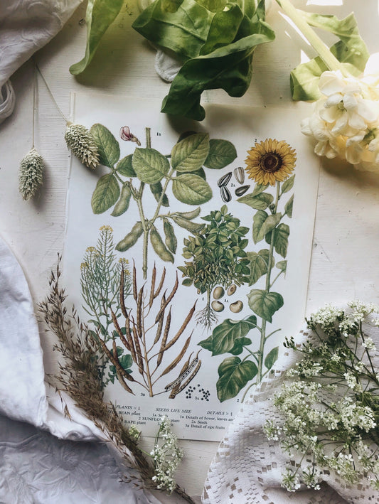Vintage 1960’s Seeds & Sunflower Bookplate