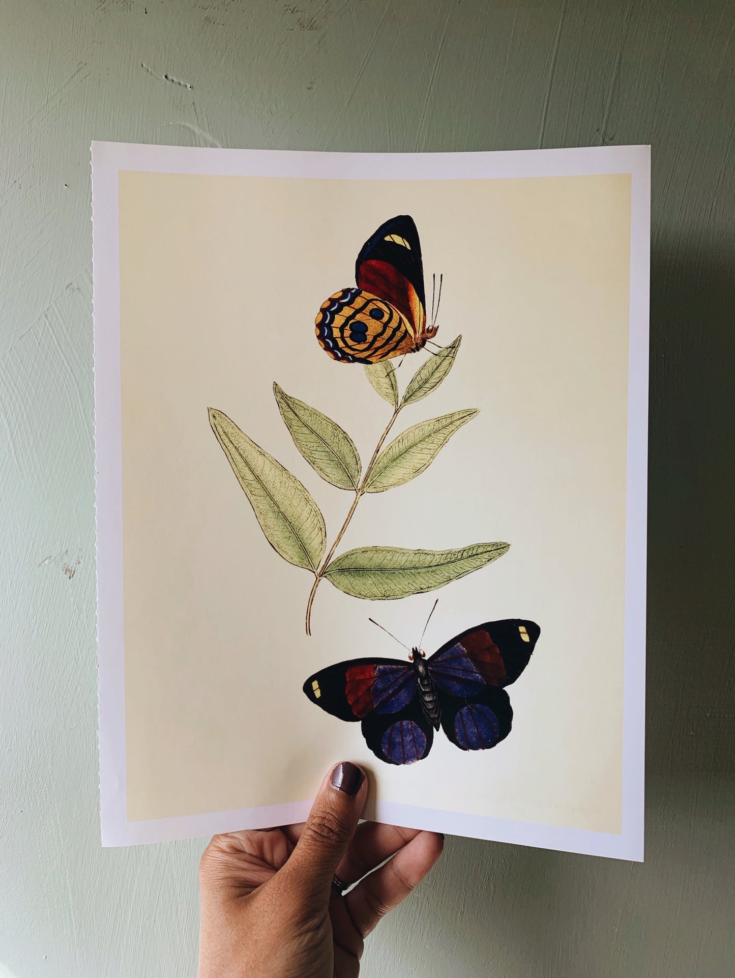 Vintage Style Butterfly Print 2