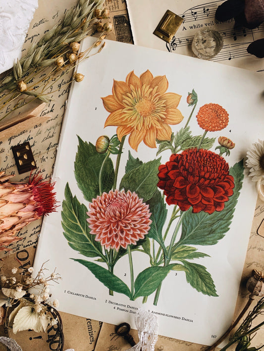 Vintage 1960’s Dahlia Bookplate