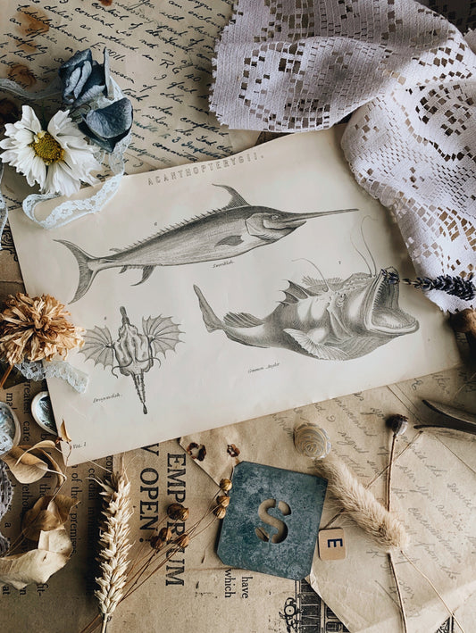 Antique Fish Bookplate