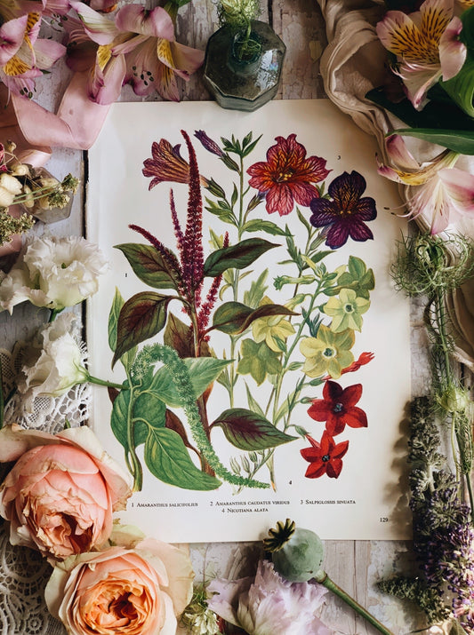 Vintage 1960’s Garden Flower Bookplate ~ amaranthus