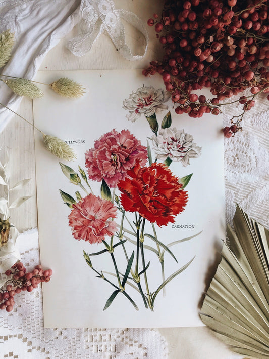 1960’s Carnation and Gilly Flower Vintage Bookplate - Stone & Sage 