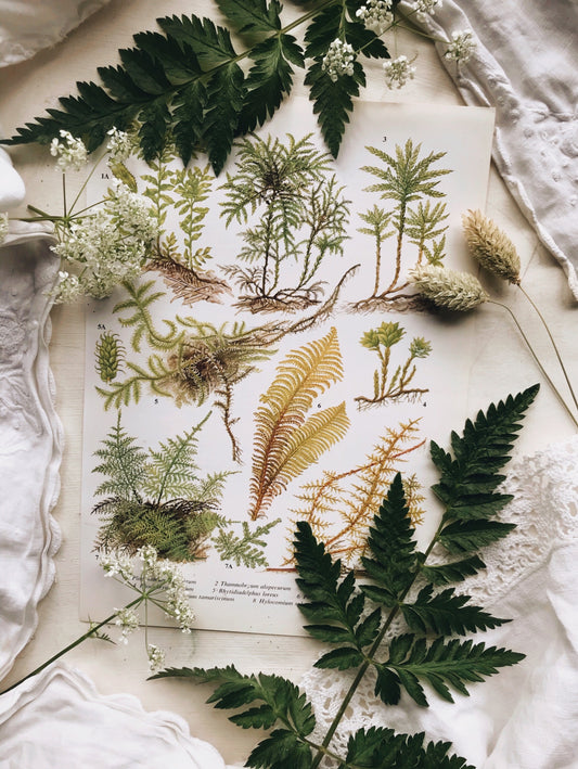 Vintage Ferns Bookplate