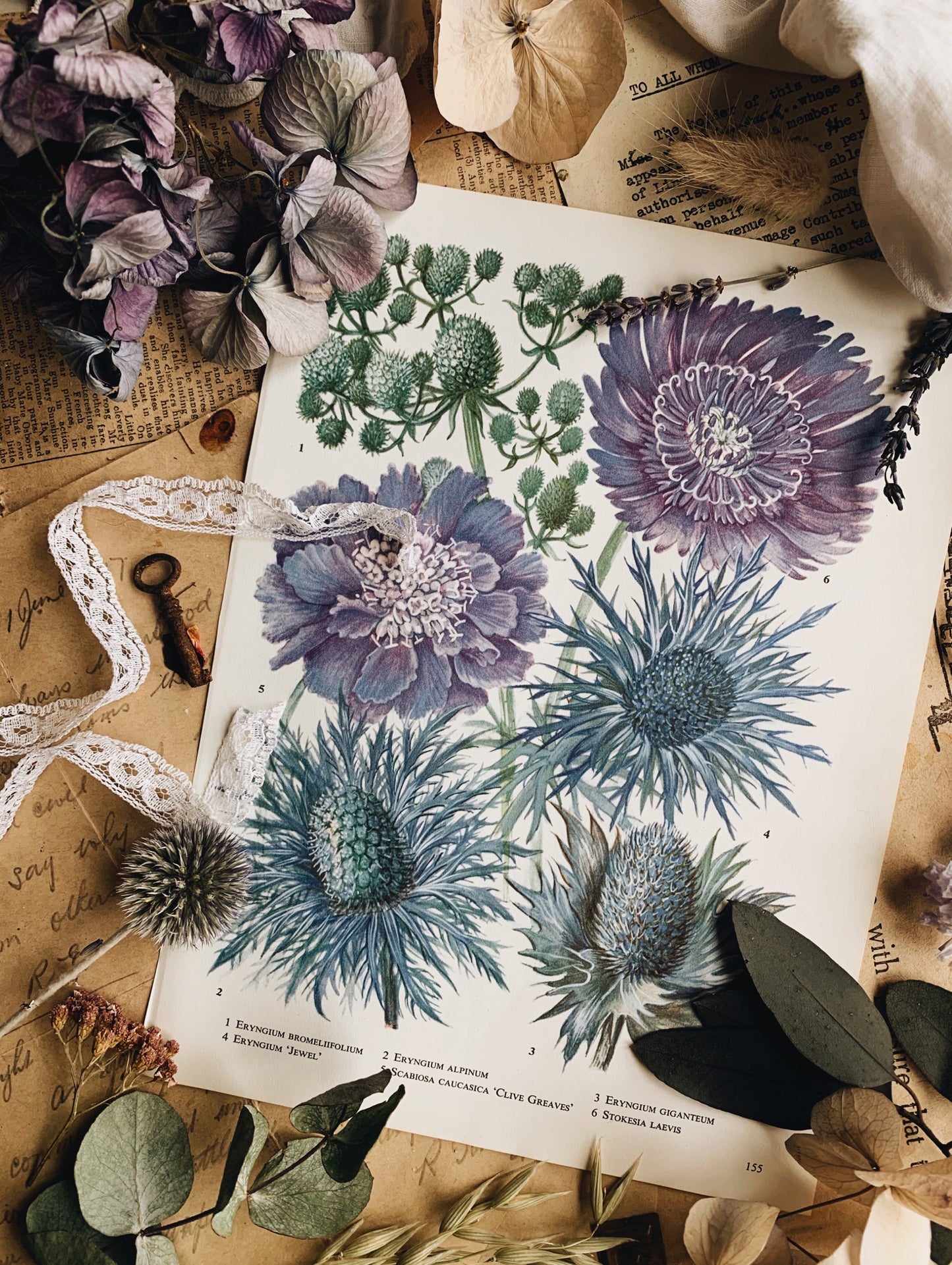 Vintage 1960’s Floral Bookplate ~ eryngium alpinum