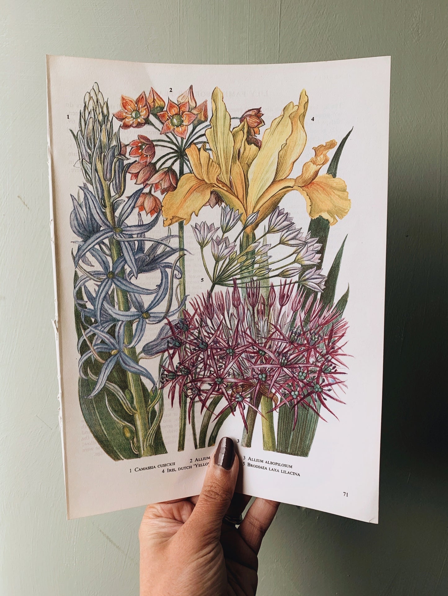 Vintage 1960’d Floral Bookplate ~ Allium