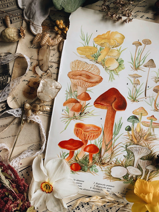 Vintage 1960’s Fungi / Mushroom Bookplate