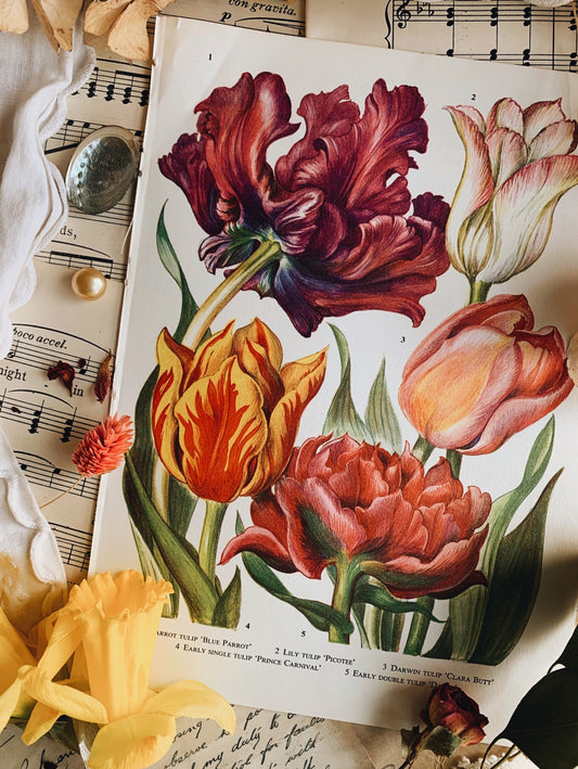 Vintage 1960’s Floral Spring Bookplate ~ Tulip